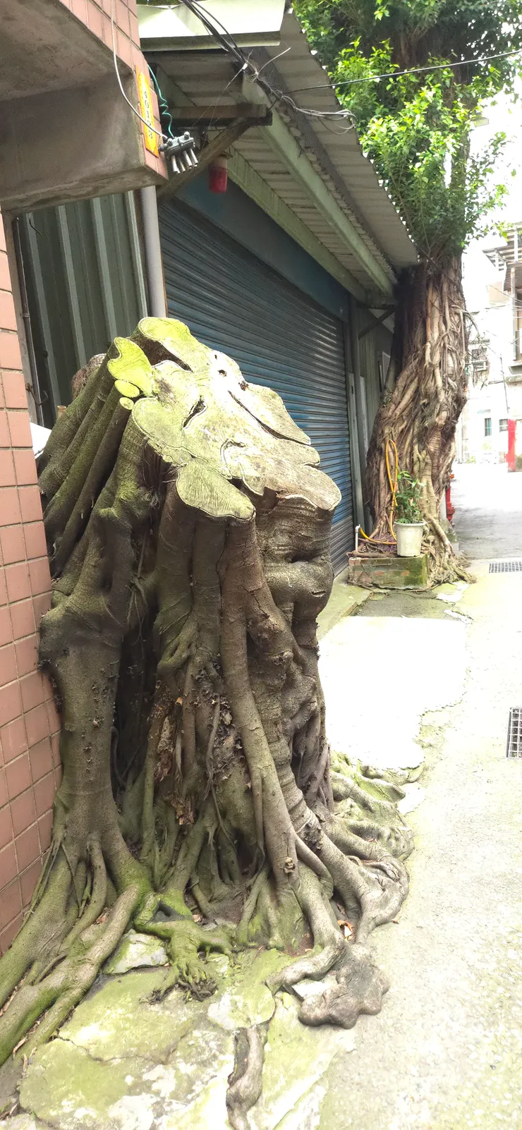 請用力記住我！我在地底下伸出手，緊抓住這片土地！