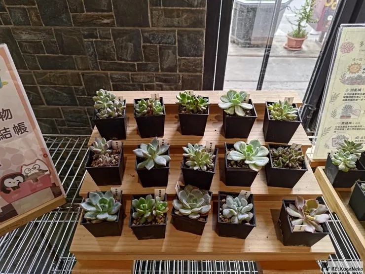 多肉植物