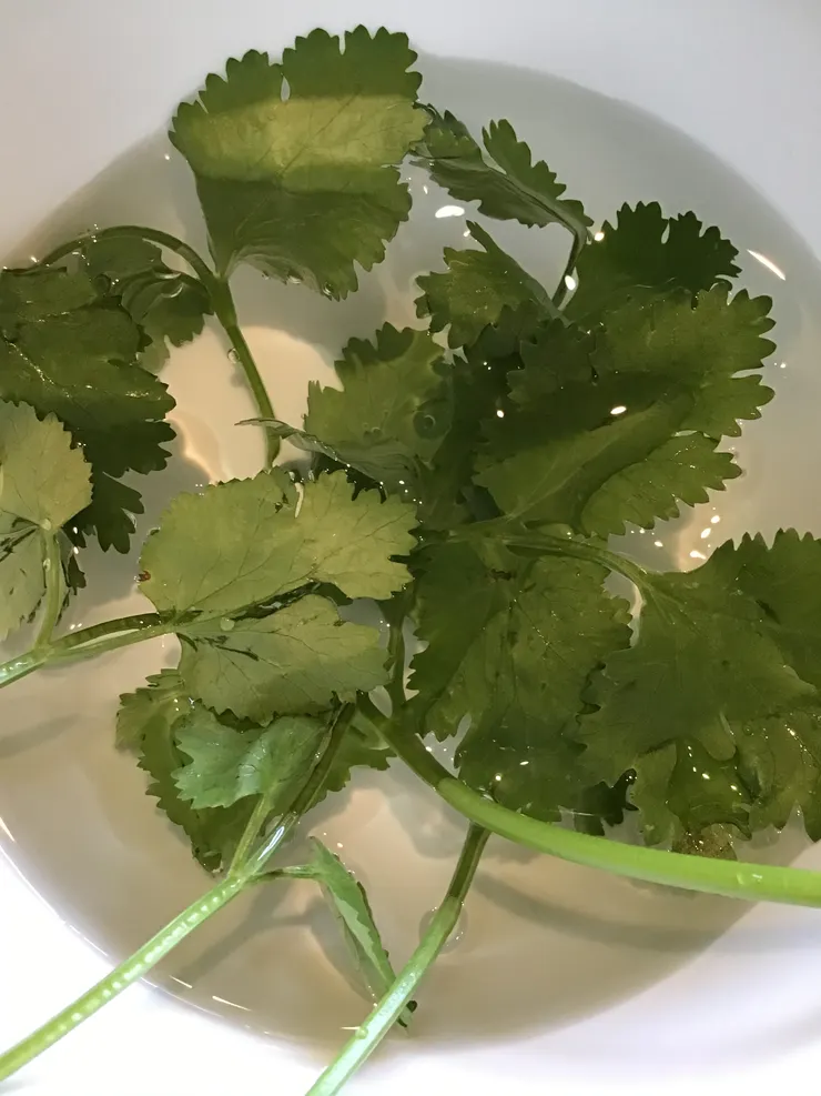 香菜洗過、再泡過後擦乾