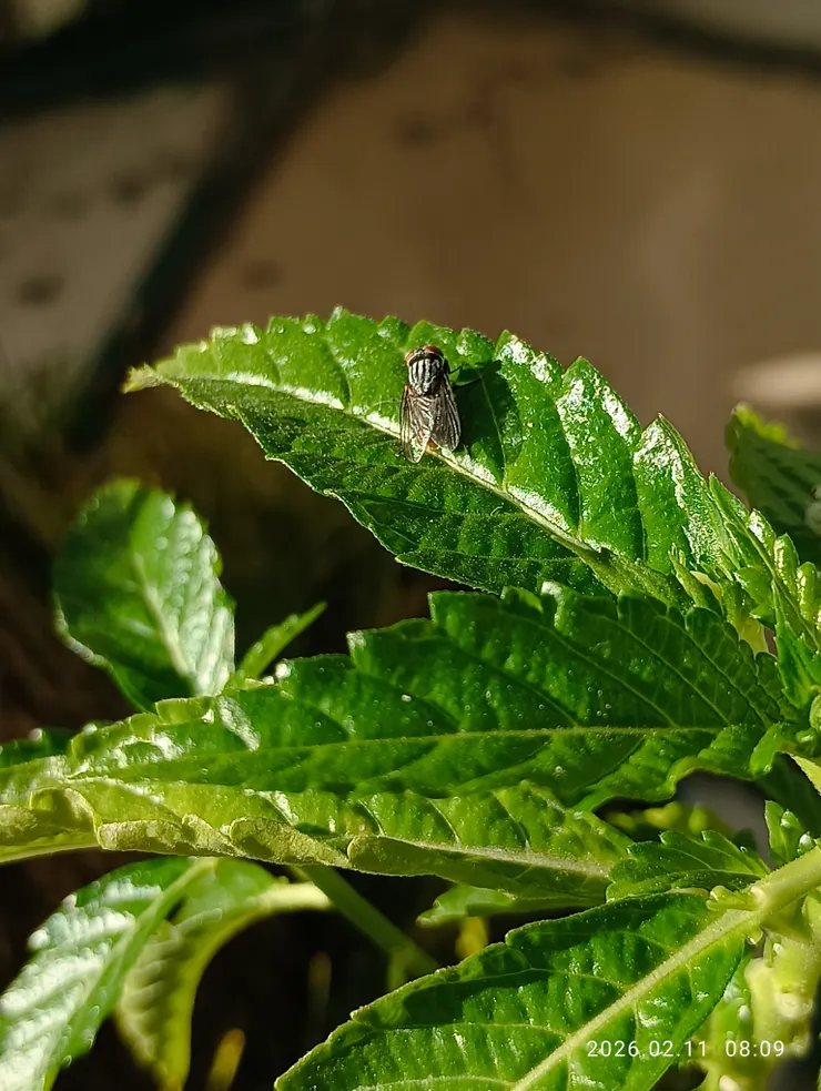 閒愁苦，更上層樓，為蠅兄拍照