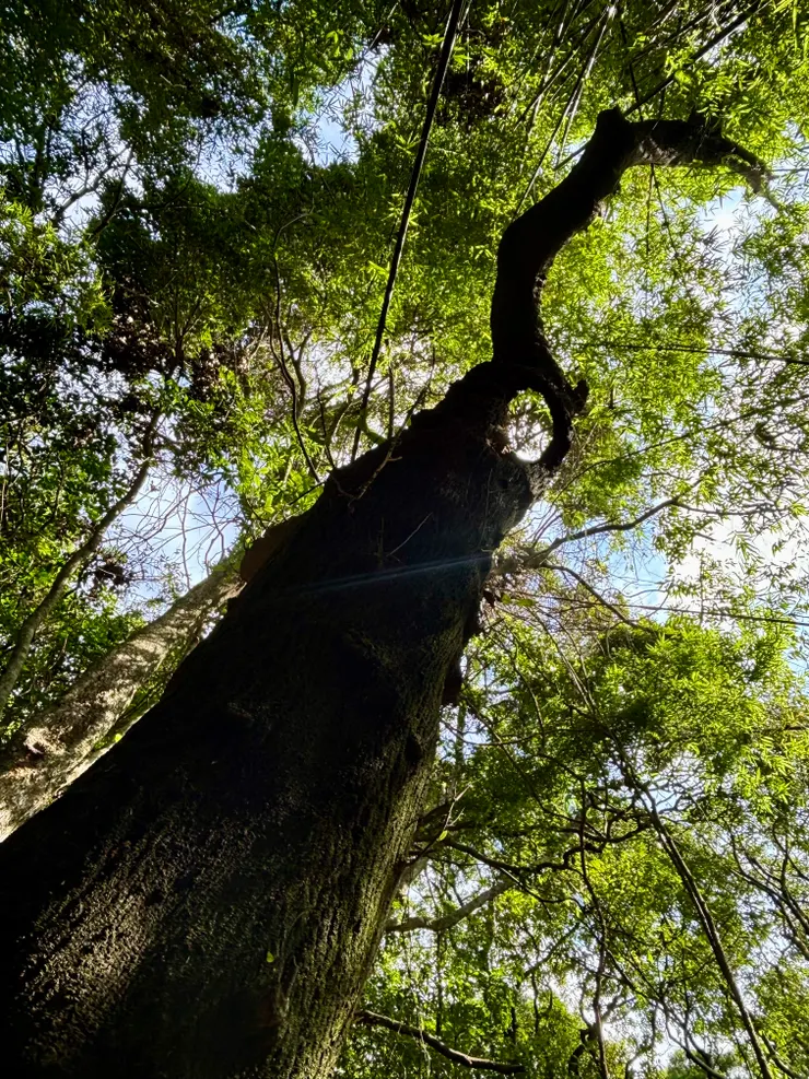 向上生長的生命，擁抱屬於它的陽光與天空。