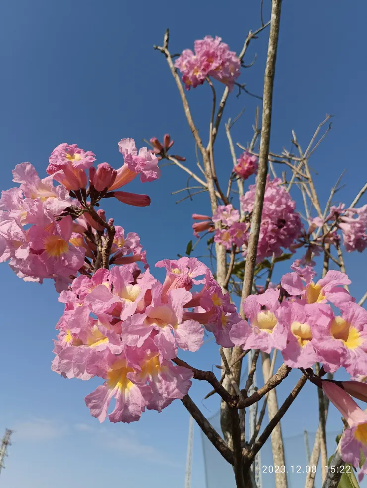 我，佇立風細花開圖醉殘照裡