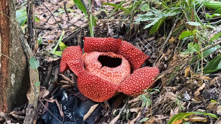 盛開的大王花，旁邊黑色黏稠物即是授粉後崩塌的花