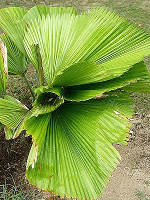 src