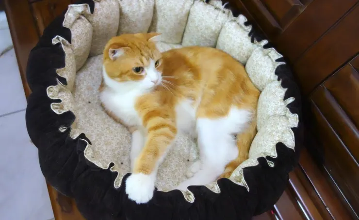 黃小咪的豪華睡壂(李建崑攝影)