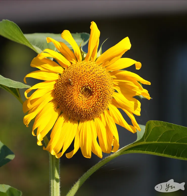 大石公園可愛的向日葵
