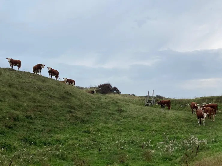 牛牛們 & 我的去路