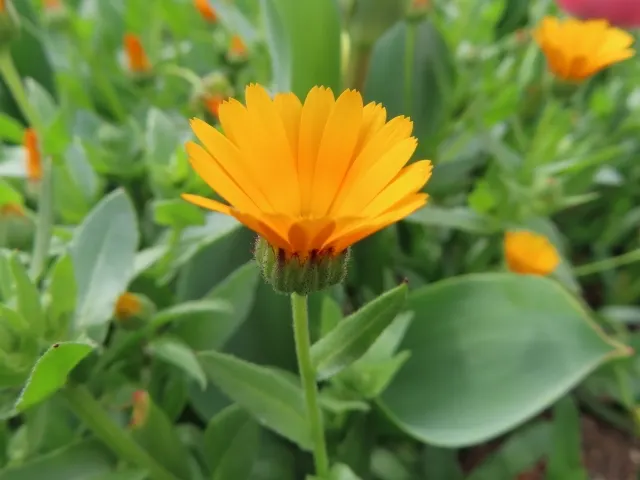 金盞花示意圖(圖源:Photo AC)