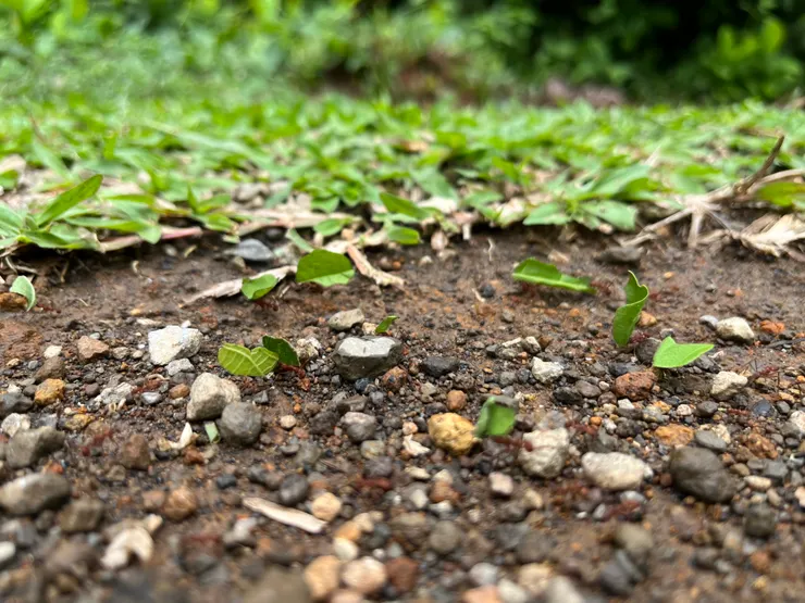 切葉蟻，把樹葉帶回巢裡發酵再吃
