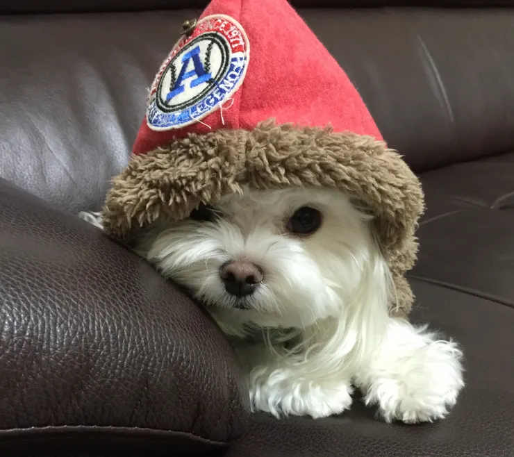 剛上安親班的毛小孩