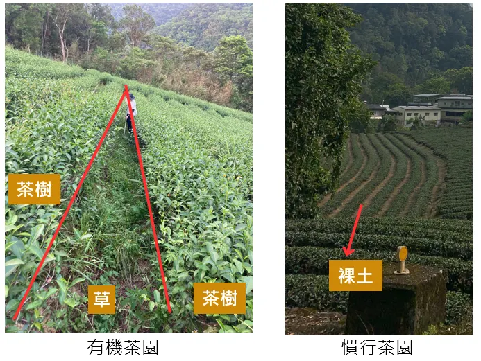 相比慣行茶園，有機茶園每行茶樹之間基本上是看不太到裸土的