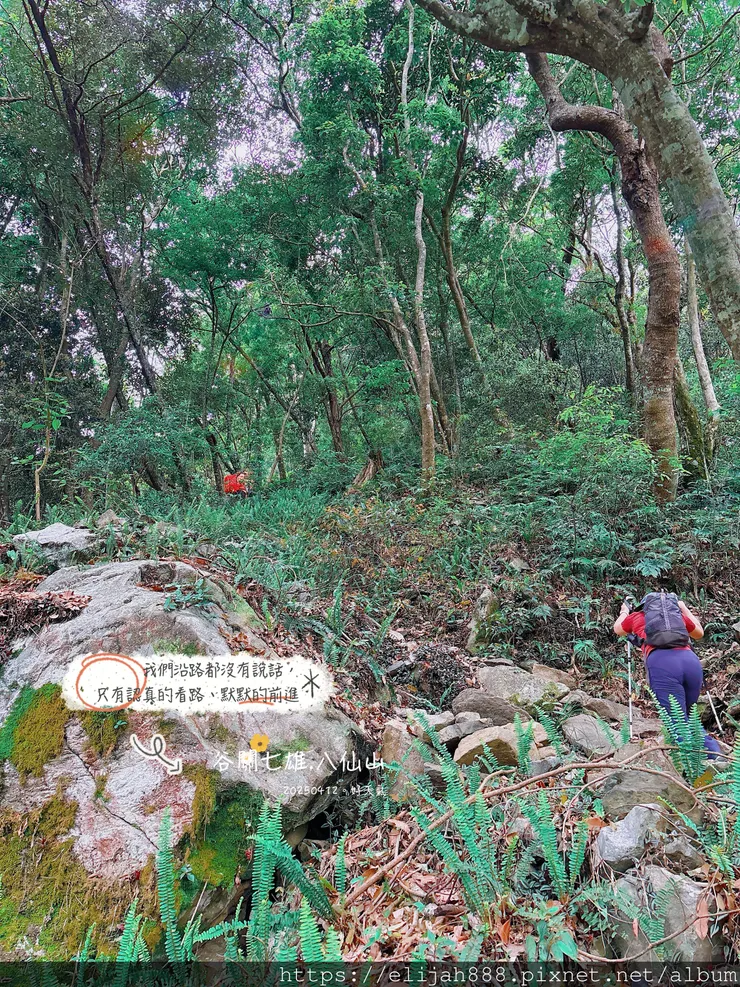 【谷關健行/住宿】谷關七雄老大。海拔2366公尺八仙山主峰。