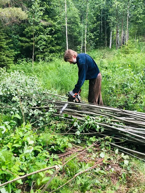 砍竹子來建造小雞的籬笆