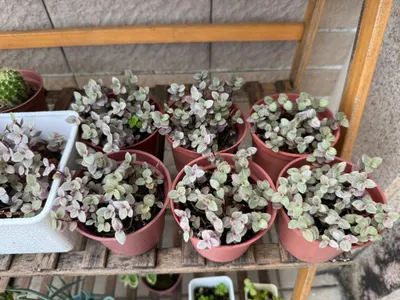 不小心變成胭脂雲富翁