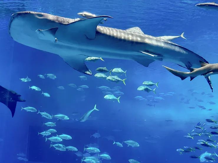 美麗海水族館的鯨鯊