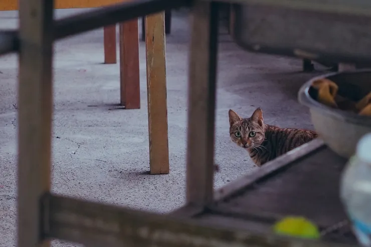 在偷窺我們的小貓