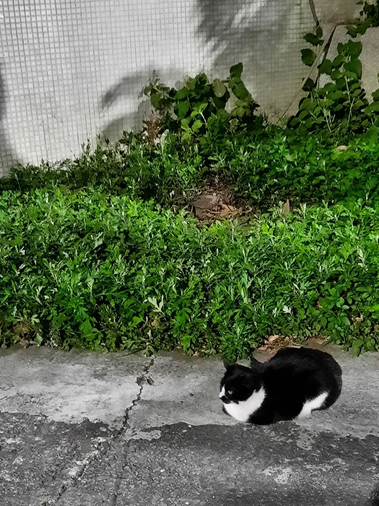 喵喵與媽媽的菜園