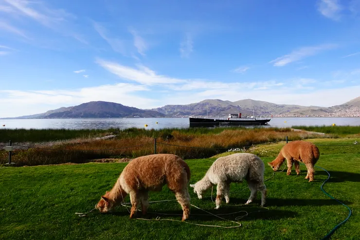 在的的喀喀湖畔下榻飯店的餐廳外，有一大片如茵的綠地，放養著若干羊駝群。早上到餐廳吃早餐時、也能走出餐廳外看羊駝們吃牠們的草餐。