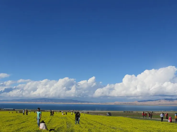 青海湖旁的油菜花田，應該是見門源那邊成功後才開始種的，也省卻我時間不用去門源。