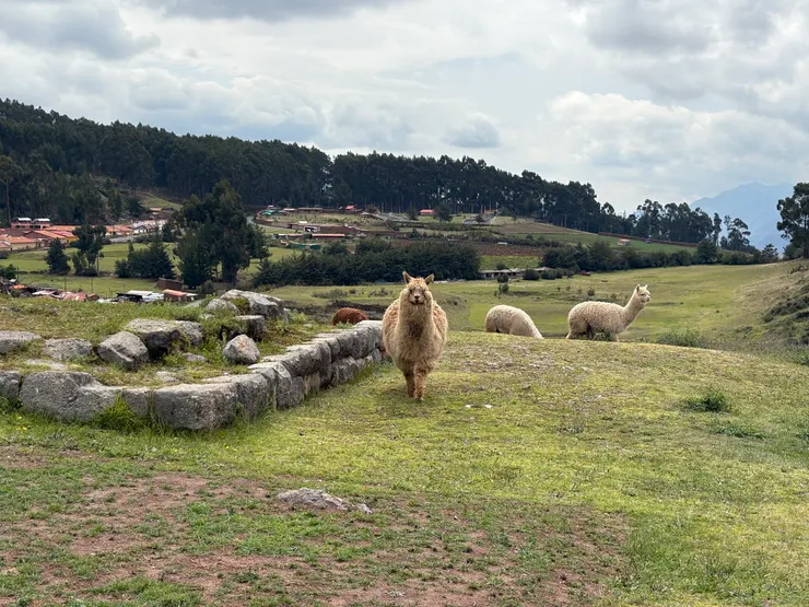 剛走進Sacsayhuamán裡不久，就遇到放養的羊駝群，憨憨的樣子好可愛呀！