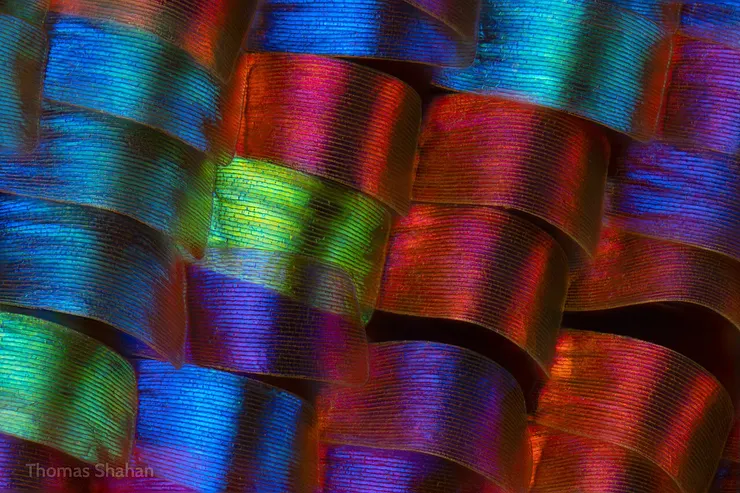 日落蛾的鱗片微觀構造。引用自 Thomas Shahan