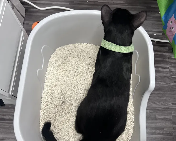 RR是4個月大的幼貓，在辦公室是使用豆腐砂貓砂