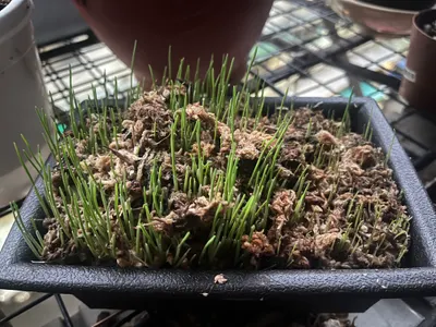 貓貓期待好久的貓草