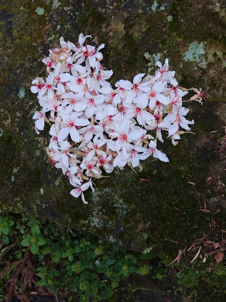 仙山也看的到油桐花，大家都喜歡排一個愛心這樣