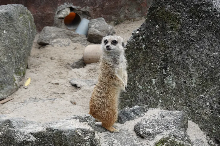 喜歡團體罰站的狐獴。