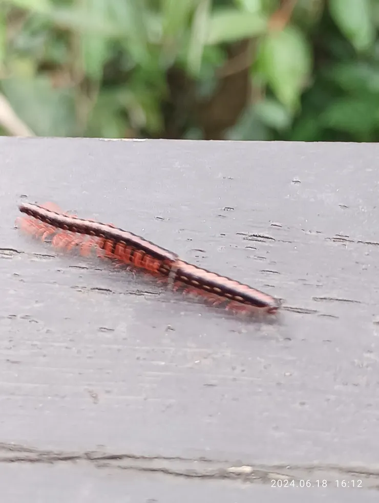 於小長城遇大馬陸背著小馬陸