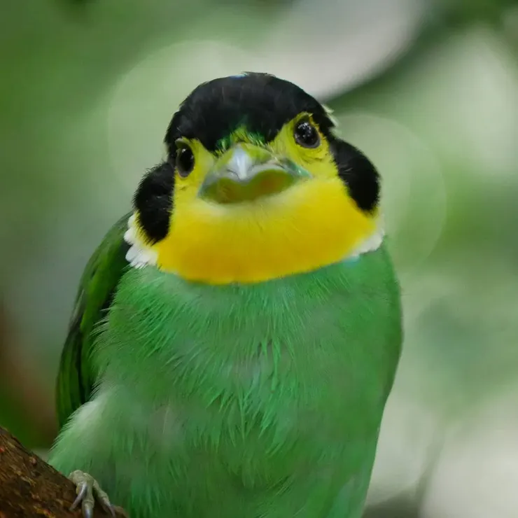 可愛的長尾闊嘴鳥