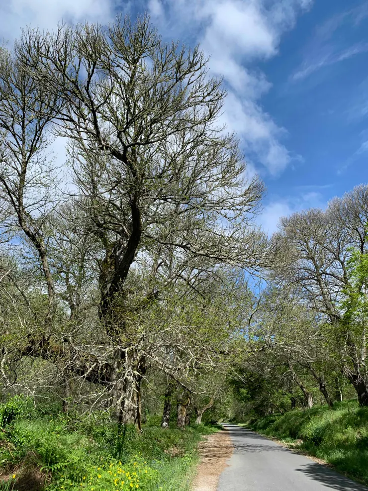 圖四：走在 Rio Valcarce 精靈森林旁
