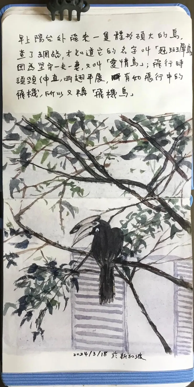 新加坡常見的冠斑犀鳥