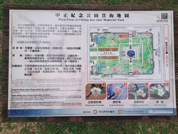 梅花分佈圖