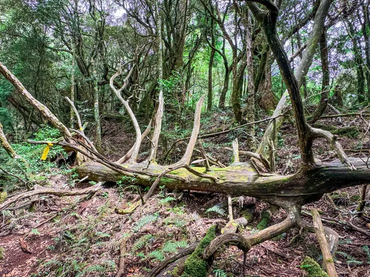 每座中級山幾乎都有躺著，坐著，站著的章魚樹。🐙