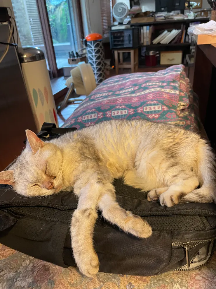 總是躺在我的書包上小憩的貓。