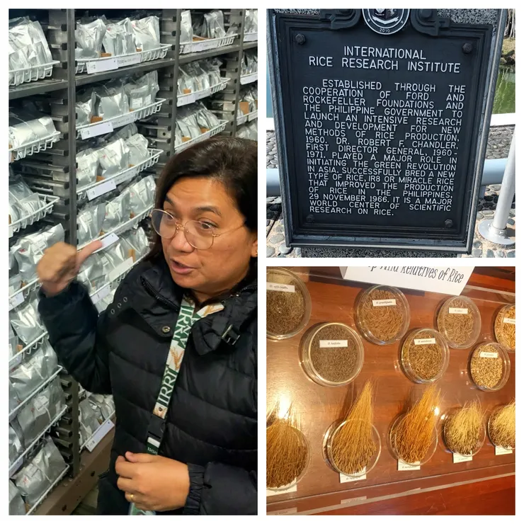 左：基因庫介紹、右上：介紹IRRI、右下：野生稻樣本