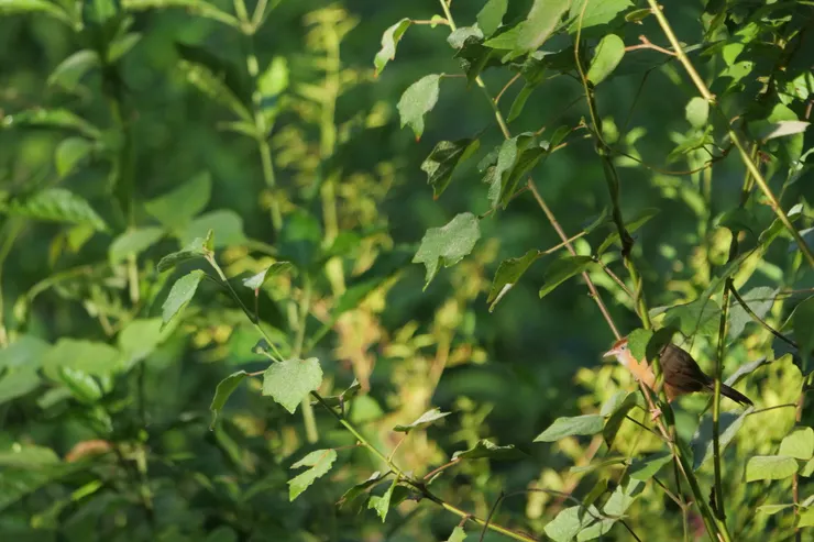 Tawny-bellied Babbler