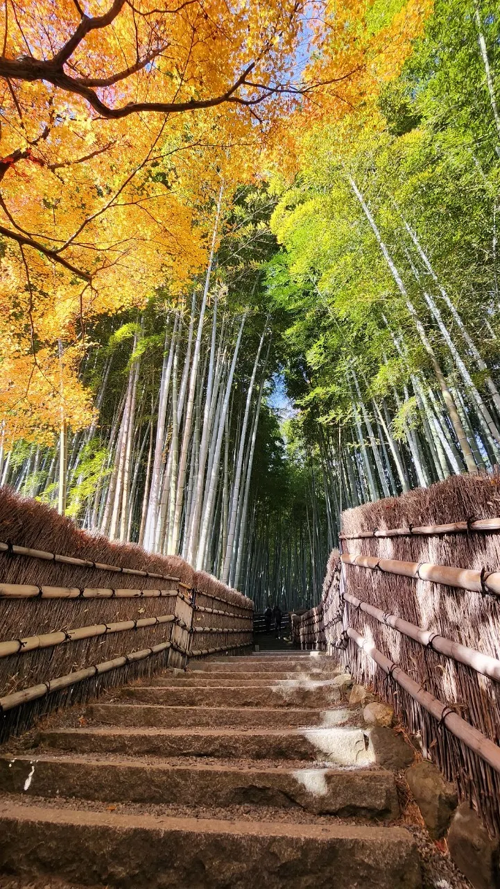 寫意的竹林步道