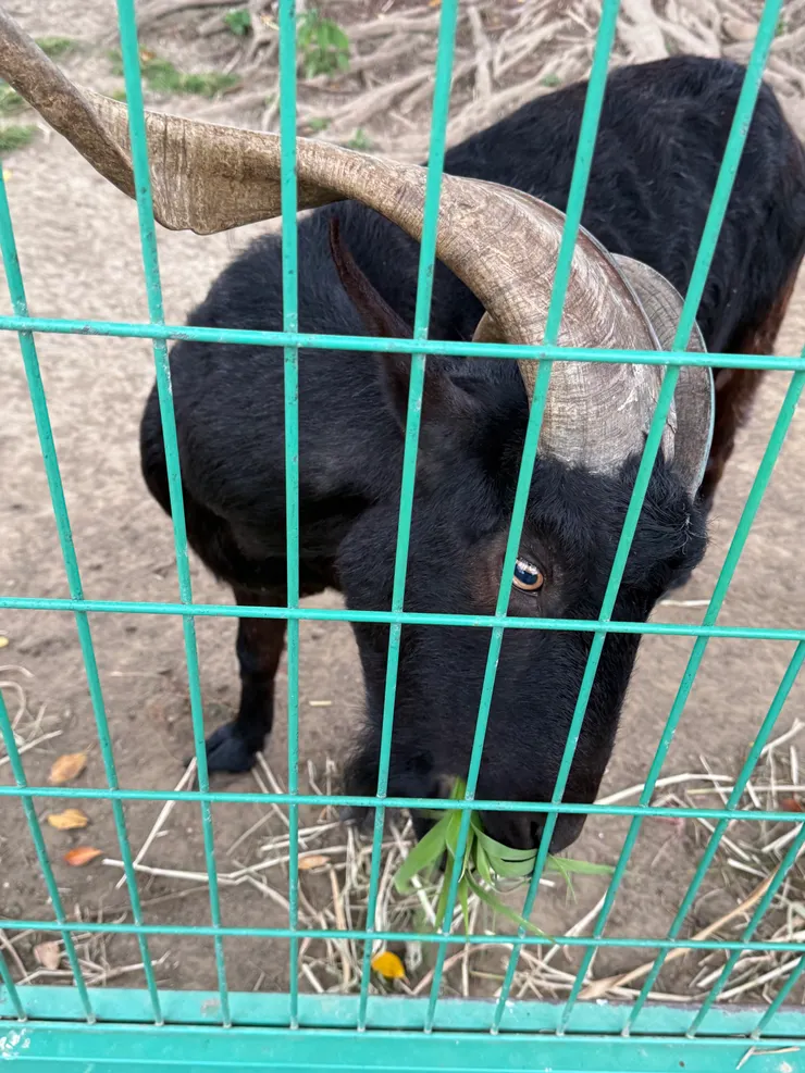 2026/02/16 羊吃二號草