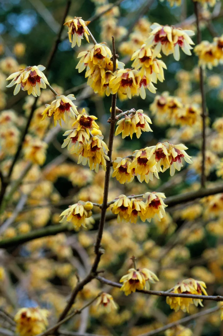 蠟梅Chimonanthus praecox