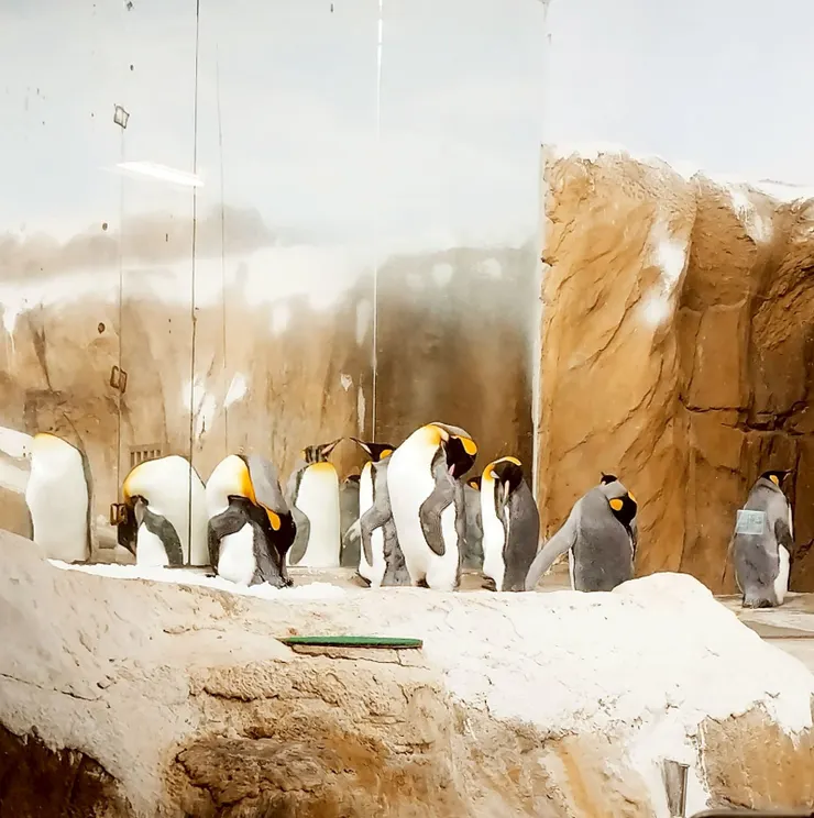 國王企鵝 --- 一開始完全不動，還以為是雕像呢🙂