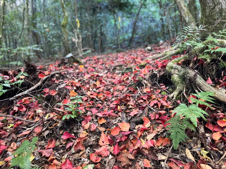 12月初滿地的楓葉