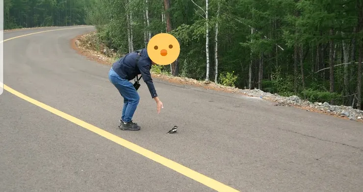 趕雞人及其小雞