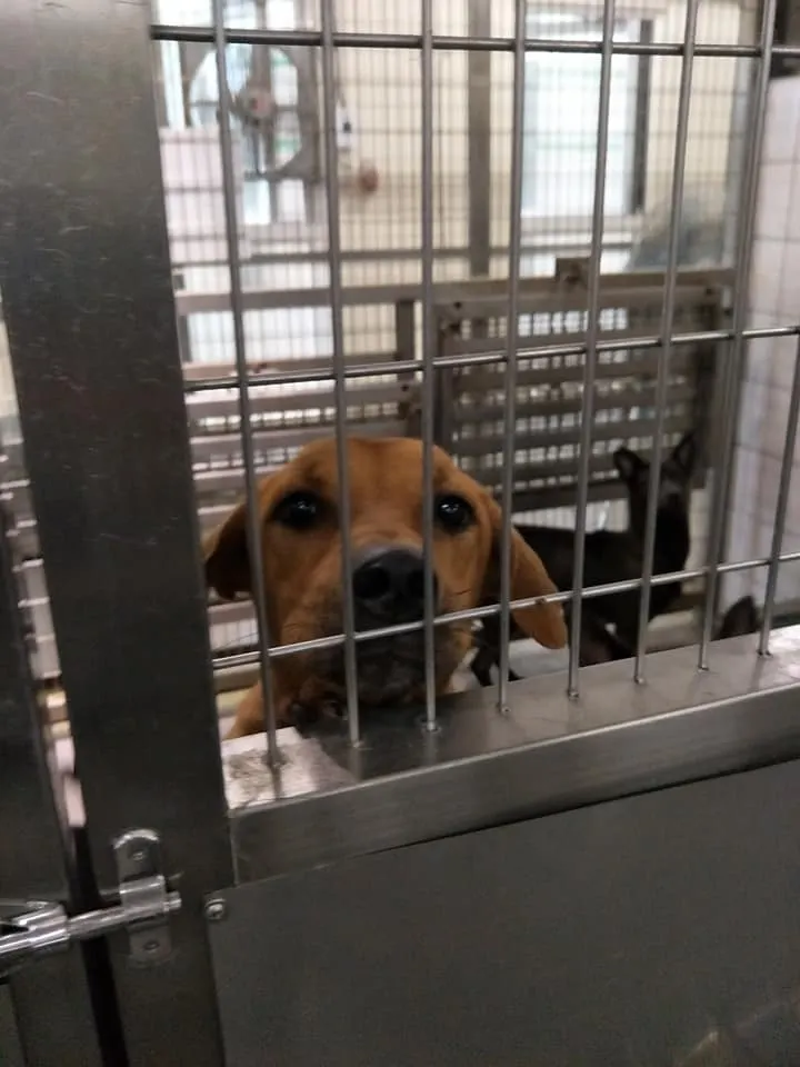 只為盼望有機會出去(他是鐵雄，後來被認養了，但鐵雄次幸運的..)