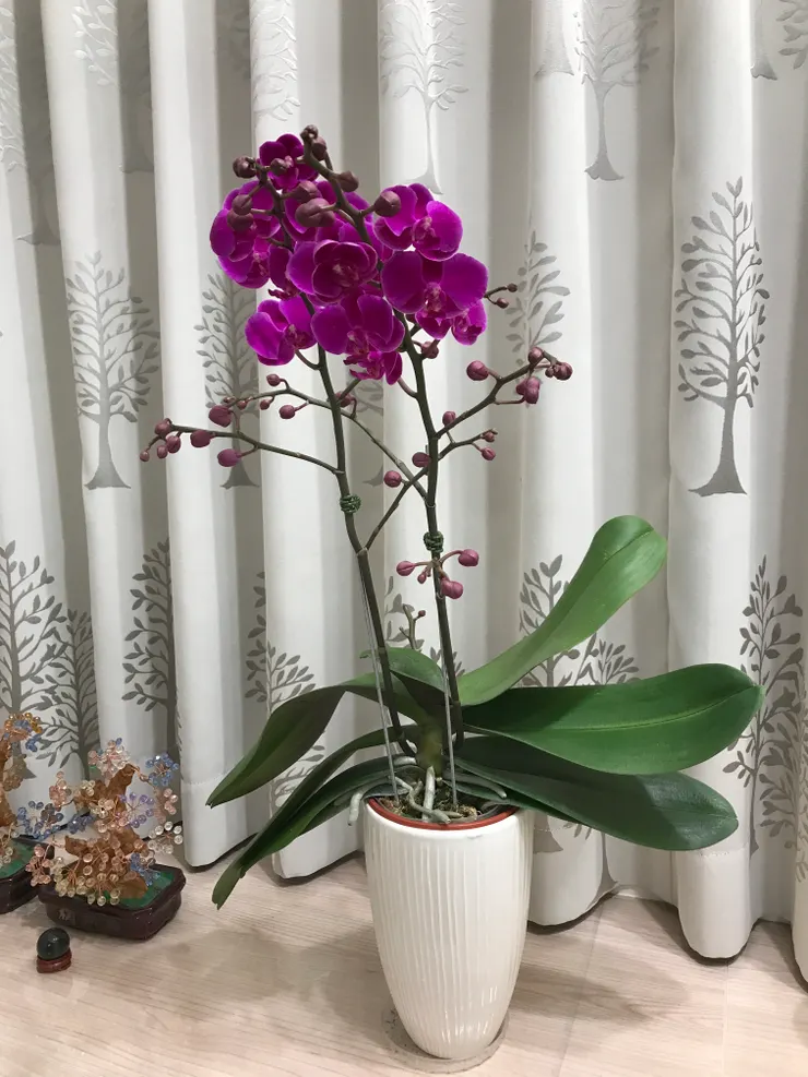 今年二月初買的蝴蝶蘭