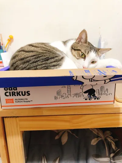 陳家玲在她的小天地裡悠然自得