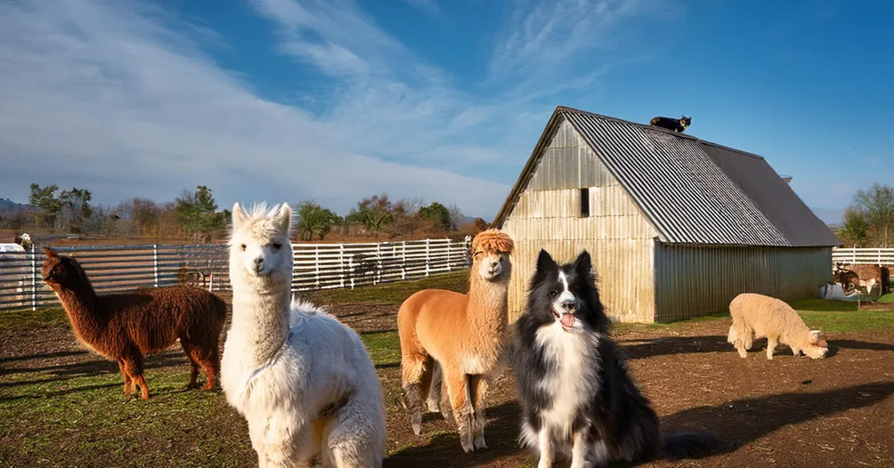 ZAP - 從零到驚人的行銷企劃
