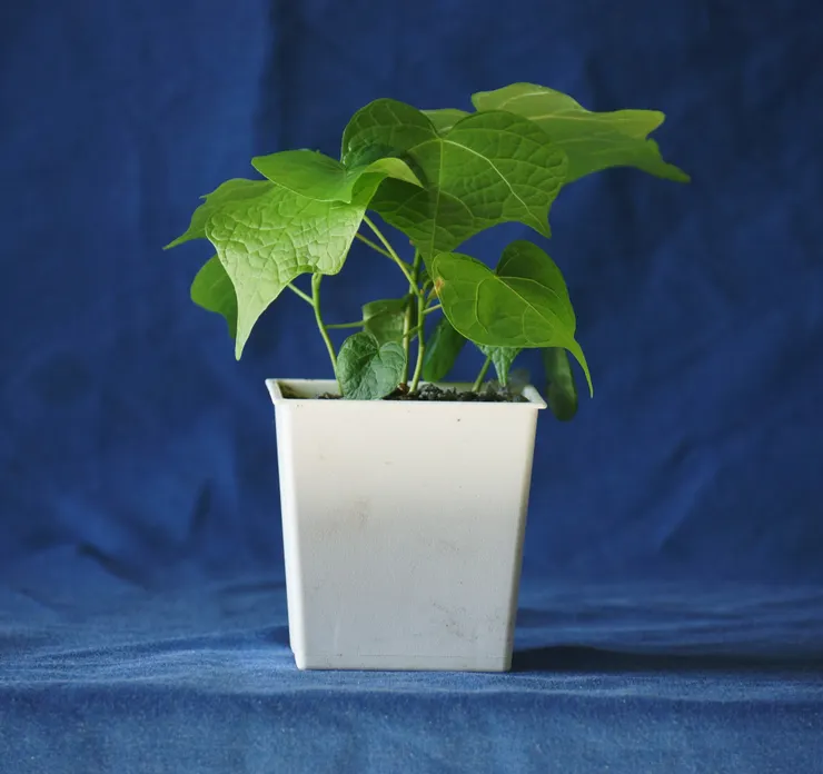 大安社大110.12.19