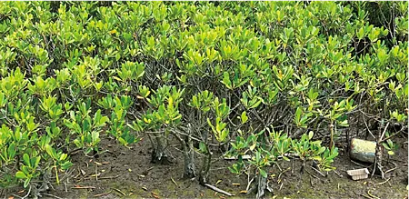 [桃園旅遊]許厝港溼地被國際鳥盟評為國際重要野鳥棲地、台灣國